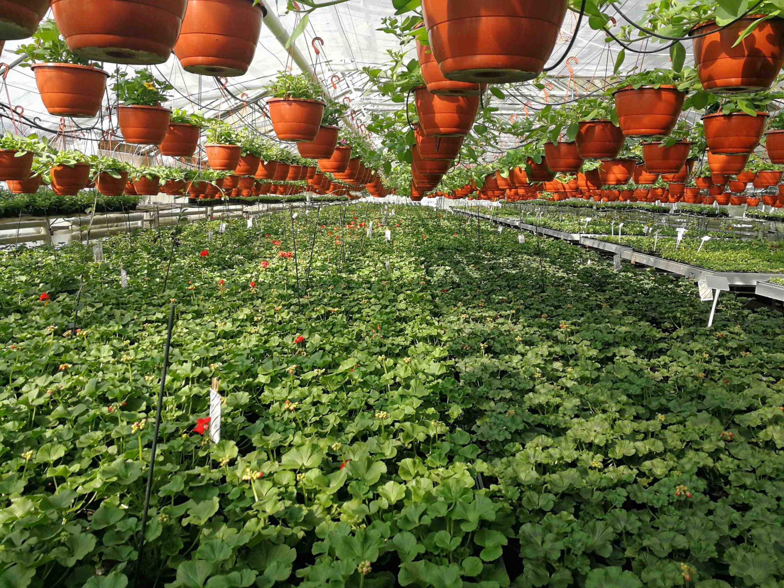 Ogrodnictwo, sprzedaż roślin balkonowych, rośliny rabatowe, pelargonia, surfinia, chryzantema, produkcja roślin 