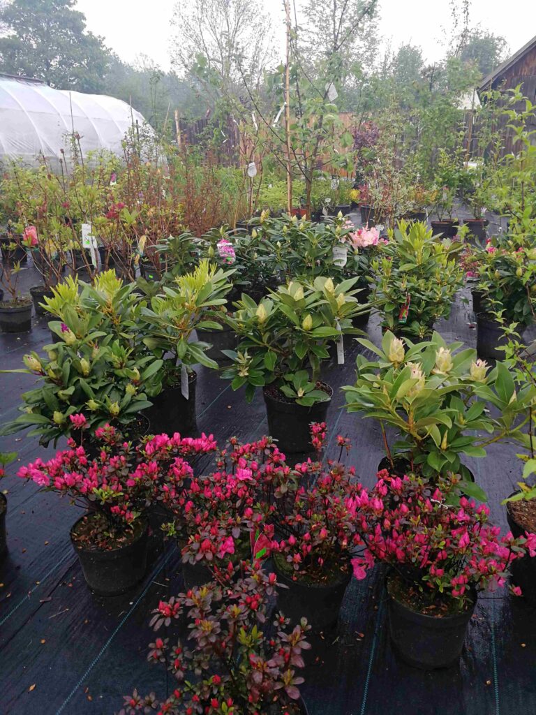 krzewy ozdobne , rhododendrony, azalie