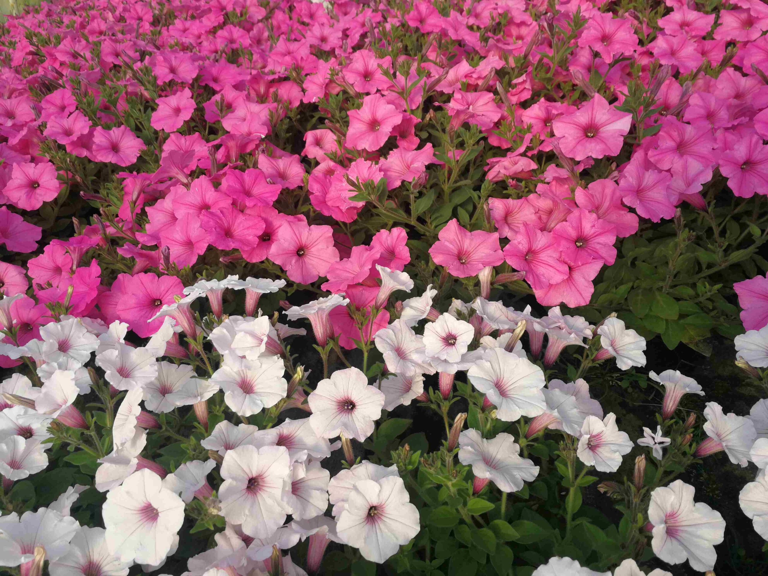 Ogrodnictwo, sprzedaż roślin balkonowych, rośliny rabatowe, pelargonia, surfinia, chryzantema, produkcja roślin 