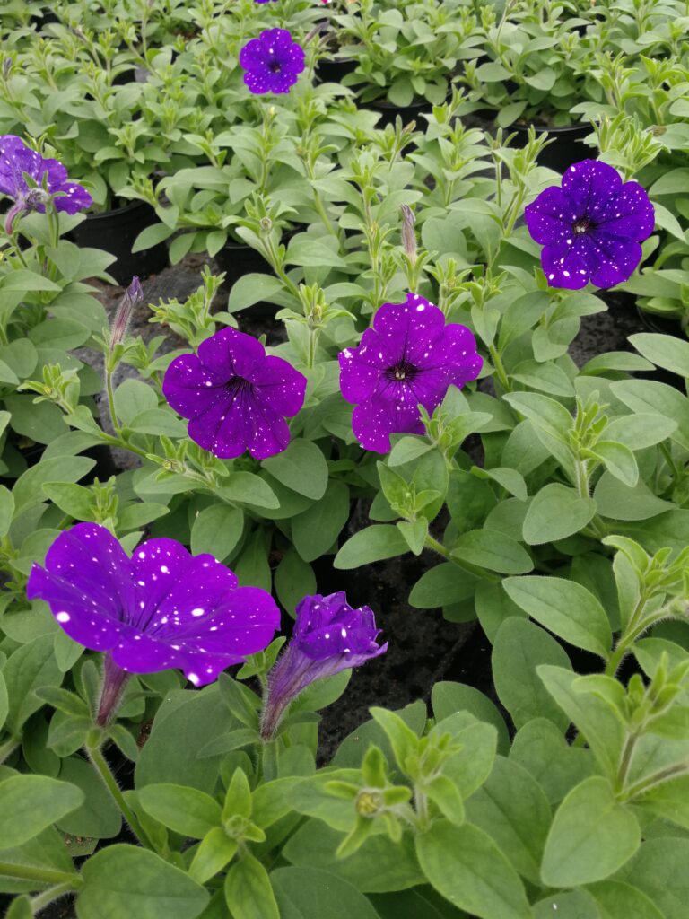 surfinia, ogrodnictwo, kwiaty balkonowe, pelargonia, sprzedaż