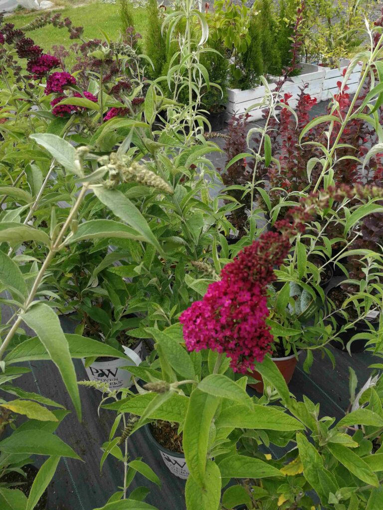 krzew ozdobny, buddleja